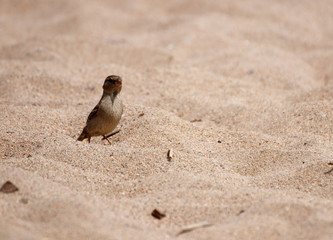 view of a little sparrow