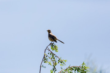 Tenca, Chilean Mockingbird Latin Name Mimus Thenca