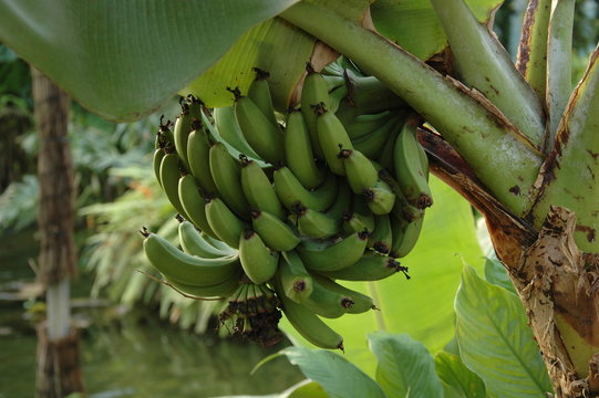 Casco di piccole banane verdi