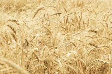 Out of focus  background. Spikelets of wheat close-up on a background of a golden wheat field.