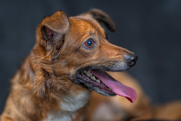 Portrait of a dog in the studio against a dark background.