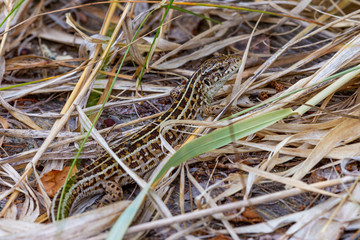 Fototapeta premium Little lizard among dry grass