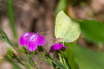 A limb butterfly sits on a wild carnation flower, close up