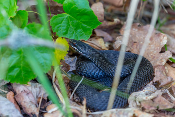 Black viper lies on the grass