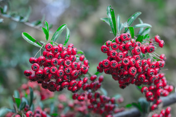 Bush in the forest with bright red berries closeup