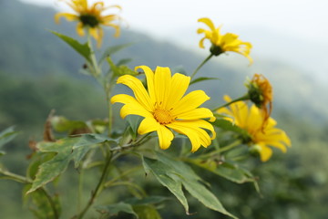 wild sunflower