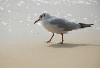 seagull on the beach