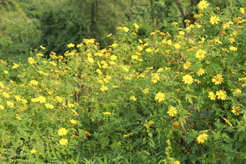 Fototapeta premium wild sunflower