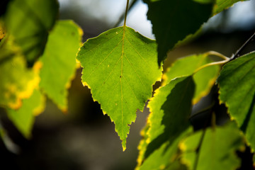 birch leaf in autumn