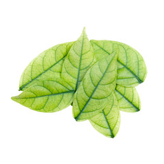 Small Leaves Pile of Mok Tree