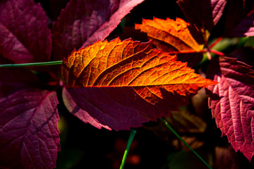 vibrant red leaf in autumn