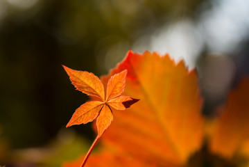Obraz premium autumn leaves on a black background