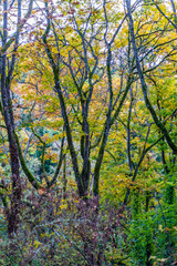 Fototapeta na wymiar Skinny Autumn Trees 3