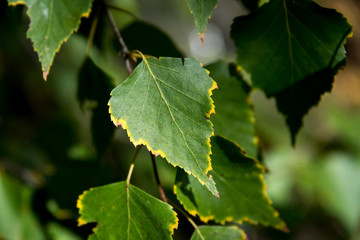 green leaves of tree
