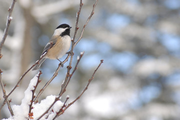 Chickadee bird perched on a snow covered branch in wintertime