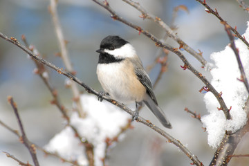 Fototapeta premium Chickadee bird perched on a snow covered branch in wintertime