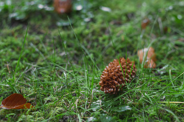 Macro nature - moss, grass, cones and leaves