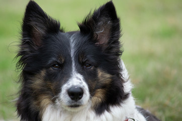 portrait of a dog border collie