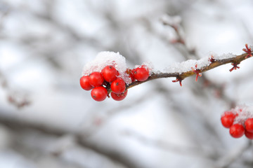 snow covered winter red berries on a branch