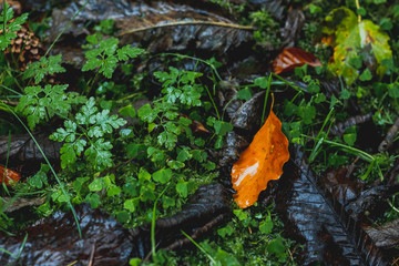 Autumn leaves with greenery