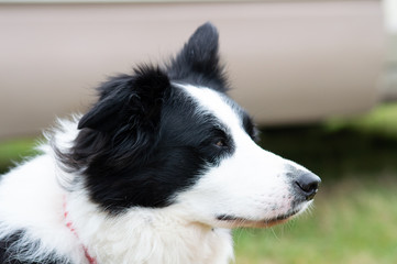 Fototapeta premium portret psa rasy border collie