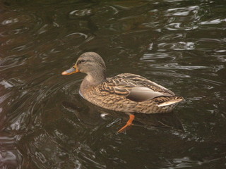 duck