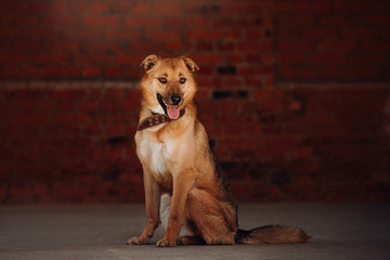 happy mixed breed dog sitting in front of a brick wall