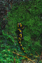 Obraz na płótnie Canvas Salamandra salamandra in the autumn wood