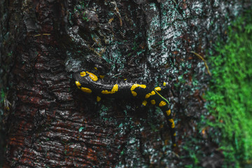 Salamandra salamandra in the autumn wood