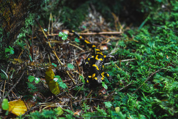 Salamandra salamandra in the autumn wood