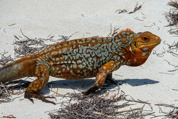 Sandy Cay Rock Iguana