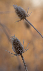 Dry winter thistle on a frosty morning, leaning above the ground. Dipsacus fullonum.