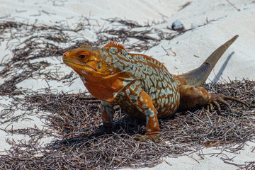 Sandy Cay Rock Iguana