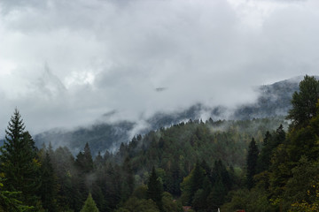 Autumn mountains and coniferous forest in the clouds