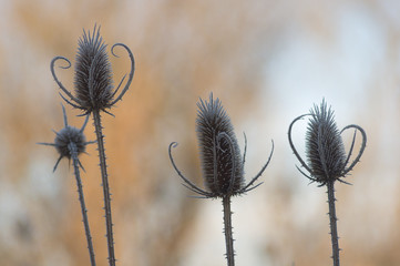 Brightly sunlit stems of dry winter thistle with ice crystals on it. Dipsacus fullonum.