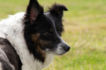 portrait of a dog border collie