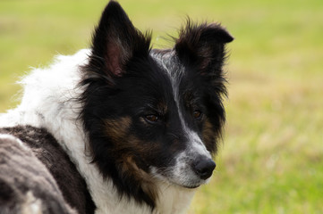 portrait of a dog border collie
