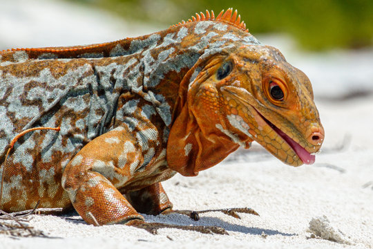 Sandy Cay Rock Iguana