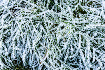Gras  mit eis überzogen
