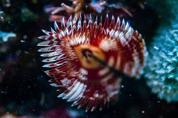 underwater macro colorful coral reef florida