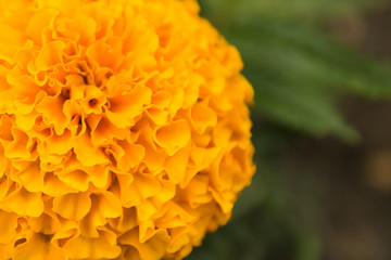 Yellow flower is very close
