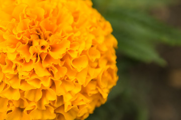 Fototapeta premium Yellow flower is very close
