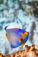 Naklejka premium tropical fish in ocean key largo florida underwater photography