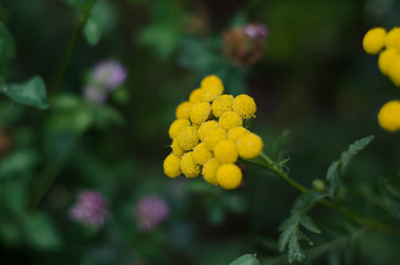 yellow flowers on the green background