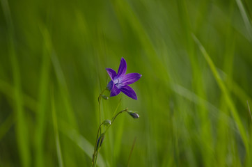 purple flower on the green background