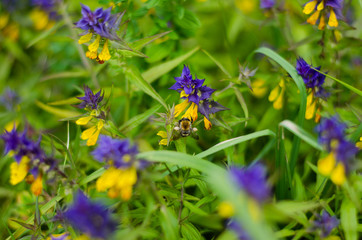 Blue flowers