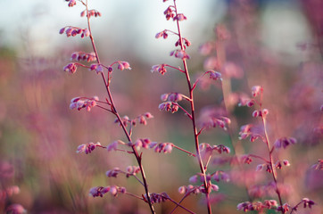 pink flowers in spring