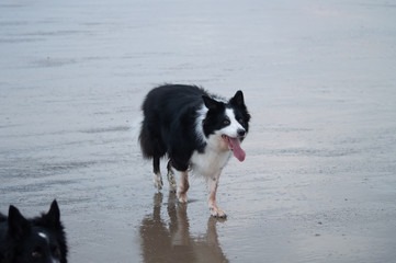 Border Collie on the beach