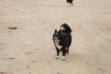 Border Collie on the beach