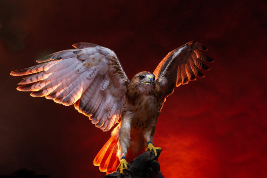 Birds Of Prey - Aplomado Falcon Buzzard